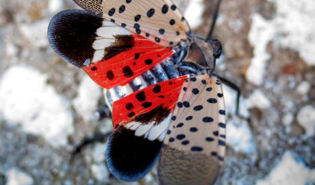 Lycorma delicatula pöttyös lámpahordó-kabóca wiki 1