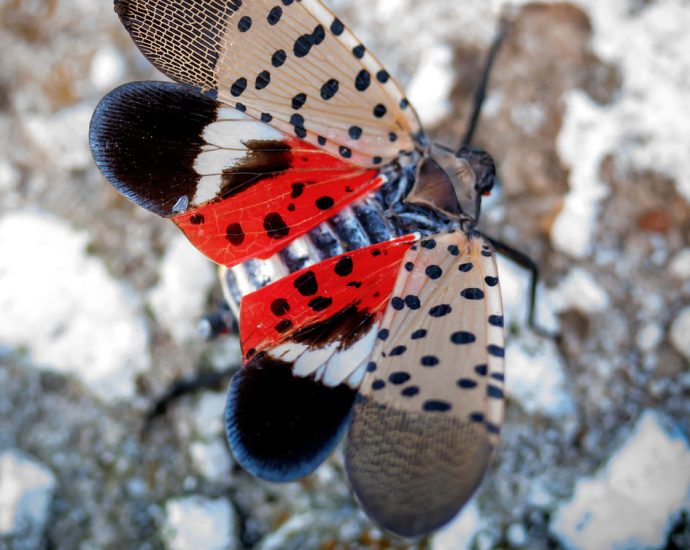 Lycorma delicatula pöttyös lámpahordó-kabóca wiki 1